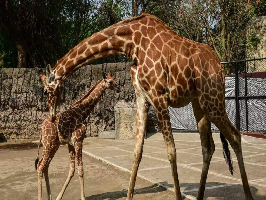 "The Brights Zoo in Tennessee unveils the name 'Kipekee' for the world's only known spotless reticulated giraffe, a truly unique creature."