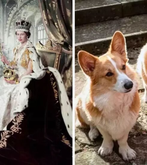 "Sarah Ferguson brings joy to royal fans with a charming update on the late Queen's corgis, Sandy and Muick. Dive into the delightful world of these furry companions."