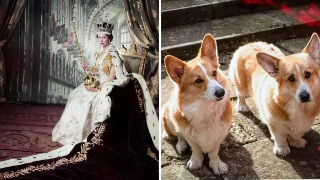 "Sarah Ferguson brings joy to royal fans with a charming update on the late Queen's corgis, Sandy and Muick. Dive into the delightful world of these furry companions."
