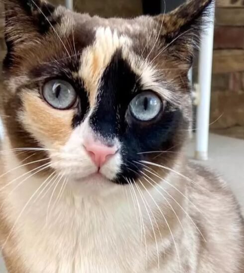 After going missing for two months in Yellowstone, a determined cat traveled 800 miles to reunite with its loving owners, showcasing incredible resilience and loyalty.