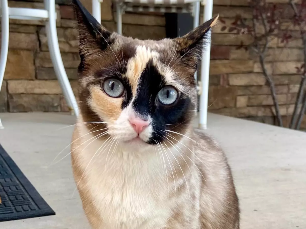 After going missing for two months in Yellowstone, a determined cat traveled 800 miles to reunite with its loving owners, showcasing incredible resilience and loyalty.
