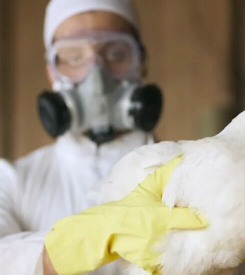 California has declared a state of emergency due to a growing bird flu outbreak, raising concerns over its impact on wildlife, poultry, and public health.